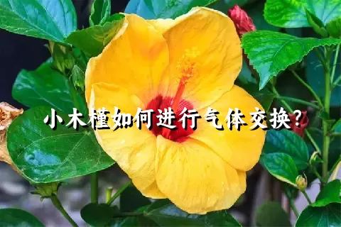 小木槿如何进行气体交换？