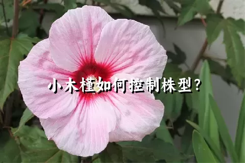 小木槿如何控制株型？