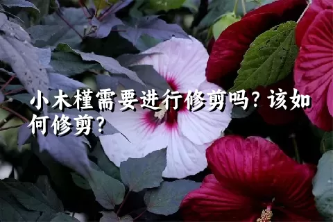 小木槿需要进行修剪吗？该如何修剪？