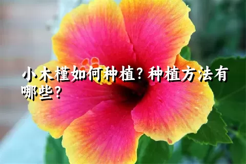 小木槿如何种植？种植方法有哪些？