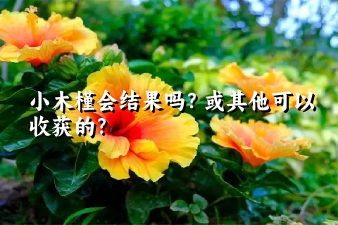 小木槿会结果吗？或其他可以收获的？