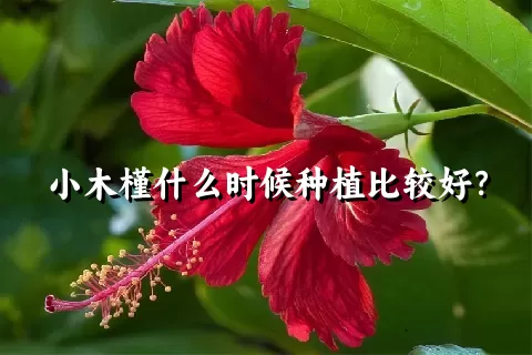 小木槿什么时候种植比较好？