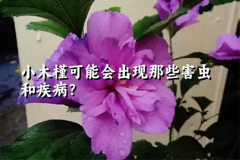 小木槿可能会出现那些害虫和疾病？