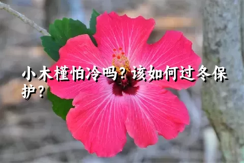 小木槿怕冷吗？该如何过冬保护？