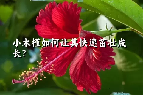 小木槿如何让其快速茁壮成长？