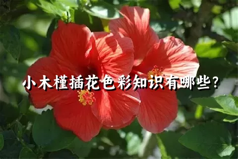 小木槿插花色彩知识有哪些？