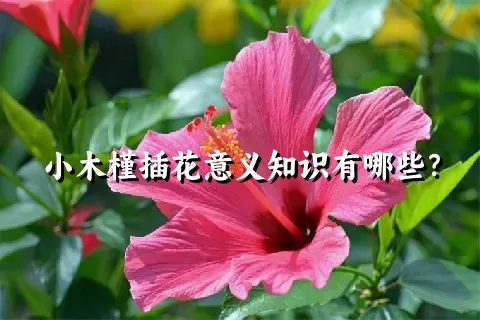 小木槿插花意义知识有哪些？