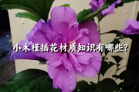 小木槿插花材质知识有哪些？