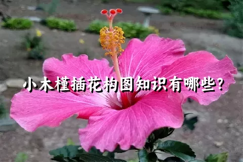 小木槿插花构图知识有哪些？