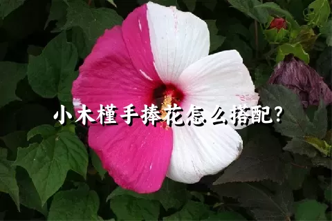 小木槿手捧花怎么搭配？