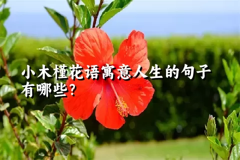 小木槿花语寓意人生的句子有哪些？