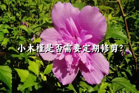 小木槿是否需要定期修剪？