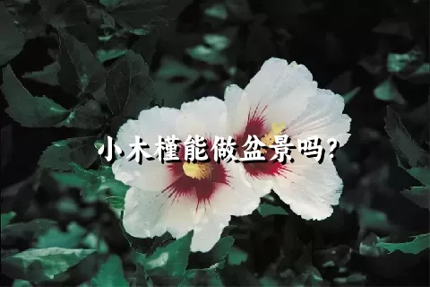 小木槿能做盆景吗？