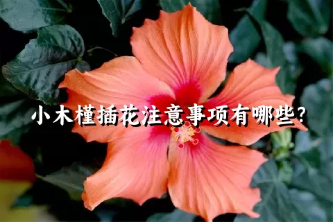 小木槿插花注意事项有哪些？