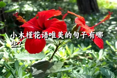 小木槿花语唯美的句子有哪些？