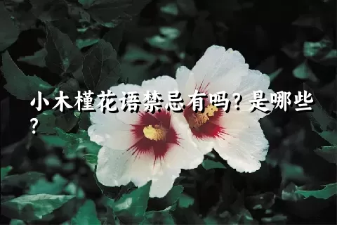 小木槿花语禁忌有吗？是哪些？