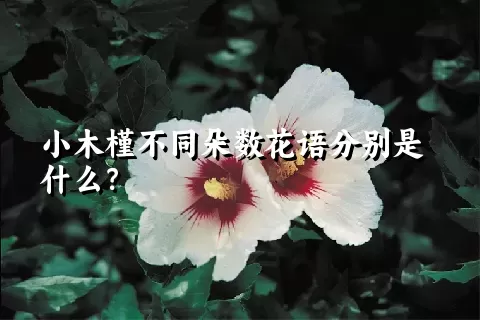 小木槿不同朵数花语分别是什么？