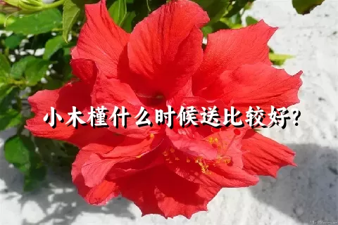 小木槿什么时候送比较好？