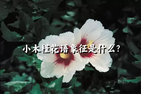 小木槿花语象征是什么？