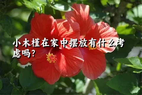 小木槿在家中摆放有什么考虑吗？