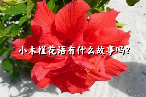 小木槿花语有什么故事吗？