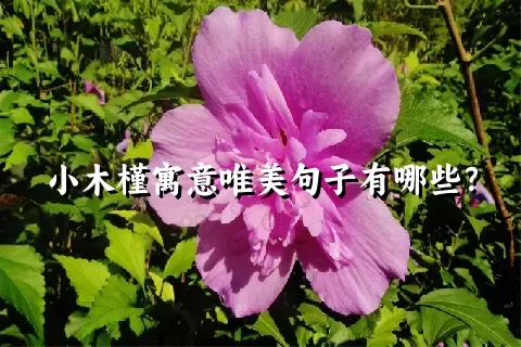 小木槿寓意唯美句子有哪些？