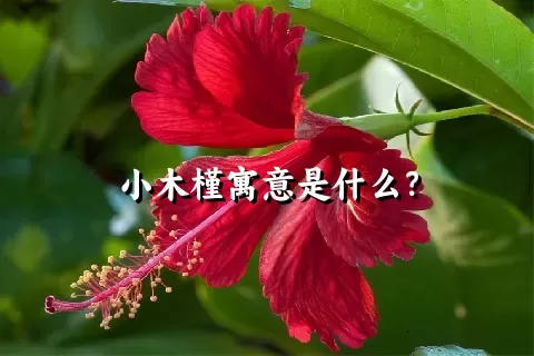 小木槿寓意是什么？