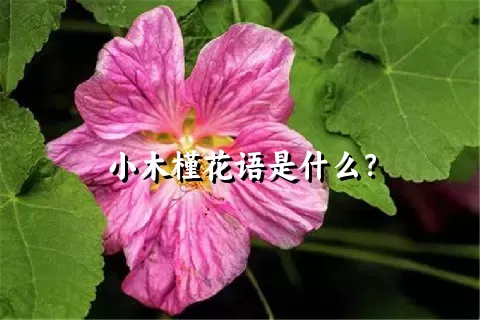 小木槿花语是什么？