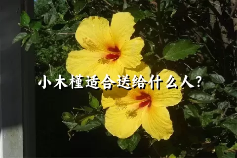 小木槿适合送给什么人？