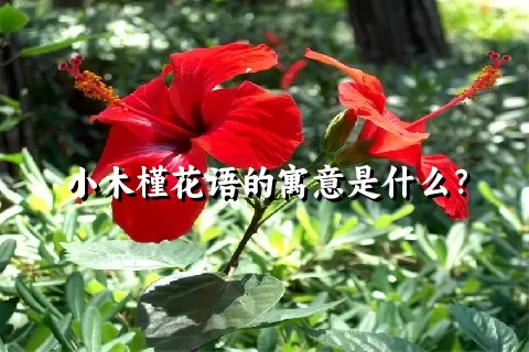 小木槿花语的寓意是什么？