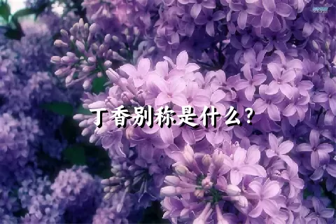 丁香别称是什么？