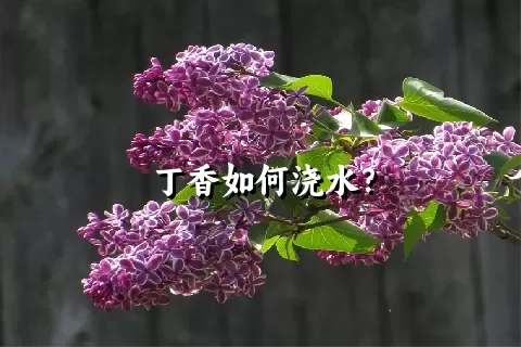 丁香如何浇水？