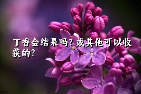 丁香会结果吗？或其他可以收获的？