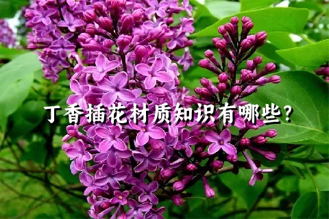 丁香插花材质知识有哪些？