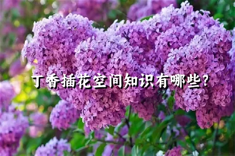 丁香插花空间知识有哪些？