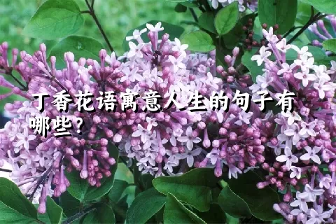 丁香花语寓意人生的句子有哪些？