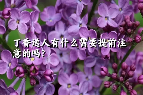 丁香送人有什么需要提前注意的吗？