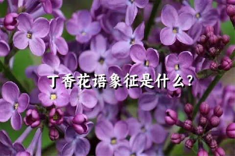 丁香花语象征是什么？