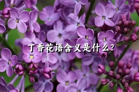 丁香花语含义是什么？