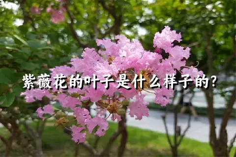 紫薇花的叶子是什么样子的？