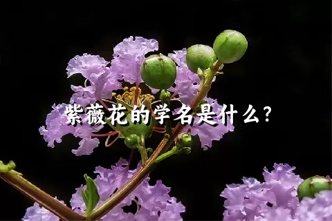 紫薇花的学名是什么？