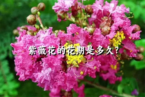 紫薇花的花期是多久？