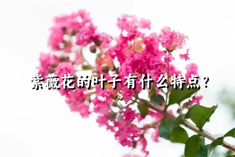 紫薇花的叶子有什么特点？