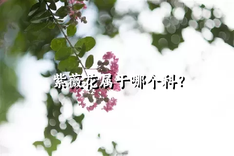 紫薇花属于哪个科？