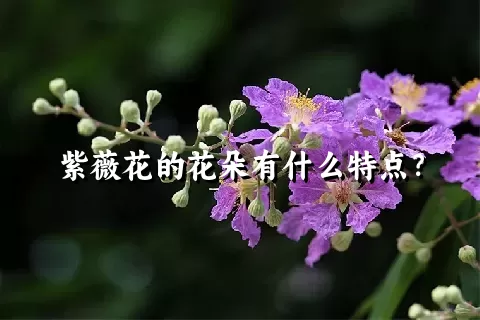 紫薇花的花朵有什么特点？