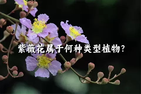 紫薇花属于何种类型植物？