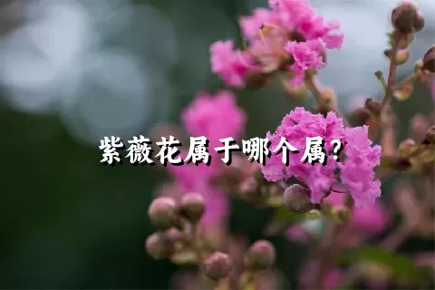 紫薇花属于哪个属？