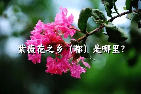 紫薇花之乡（都）是哪里？