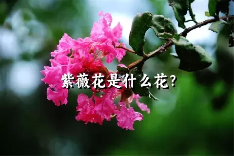 紫薇花是什么花？