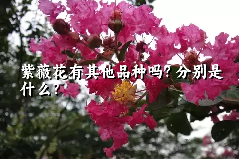 紫薇花有其他品种吗？分别是什么？